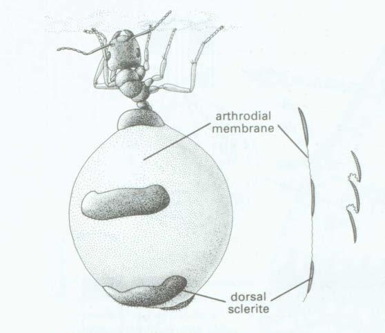 Marie&ClaireGraf Maturarbeit&Bionik 2015 o Aktuatorik reversible( Hydraulik Die gepanzerte Abdomendecke der Ameisen weist eine z T enorme Dehnbarkeit auf, dies aufgrund ihrer Struktur und