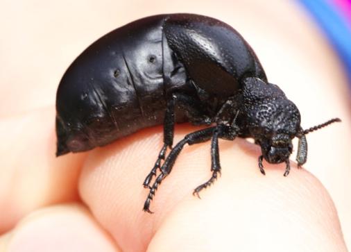 genauer zu untersuchen Ein interessanter Aspekt ist, dass der Käfer aus seinen Gelenken giftige Hämolymphe zur Abschreckung ausstossen kann, sogenanntes Reflexblut von Cantharidin Also eine