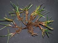Schnellerer Auflauf (grösseres Korn) Züchtungsfortschritte bei den bekannten Grasarten: Zuchtsorten bei Lolium