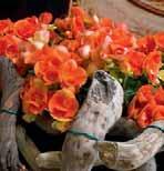 family company since 1910 Inspiration Varieties Begonia