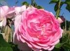 gefüllt, starker Duft bis 200 cm begeistert durch Blütenreichtum pink, duftend öfter blühend, sehr