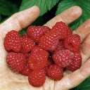 resistent gegen Wurzelsterben Rubus Autum First frühe