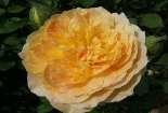 mit einem goldenen Hauch auf der Unterseite, guter Duft, eine gesunde Rose mit einem kräftigen Wuchs, 120 cm x 120 cm rote Knospen entwickeln sich zu leuchtend orangen Blüten, mit gutem Duft