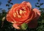 Duft, wenn die Blüten ganz geöffnet sind, bis 100 cm rosarot, locker gefüllt, leicht duftend, schön geformter Strauch, Blüten erscheinen den ganzen Sommer über mit großer Regelmäßigkeit, bis 120 cm