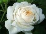einer Rosensäule oder auch als Beetrose, robuste Sorte, 100 cm x 75 cm cremeweiß, stark gefüllte, flache Blütenschalen, die jungen Blüten sind cremig apricotfarben, leichter Myrrheduft 100 cm x