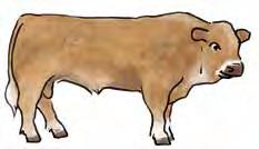 gekalbt) Kalb Der Lebensweg des Rindes Während 9 Monaten und 10 Tagen trägt die Kuh ihr Kälbchen aus.