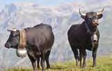 Holstein Die schwarz-weiss gefleckten Holstein sind die dritthäufigste Rinderrasse der Schweiz.