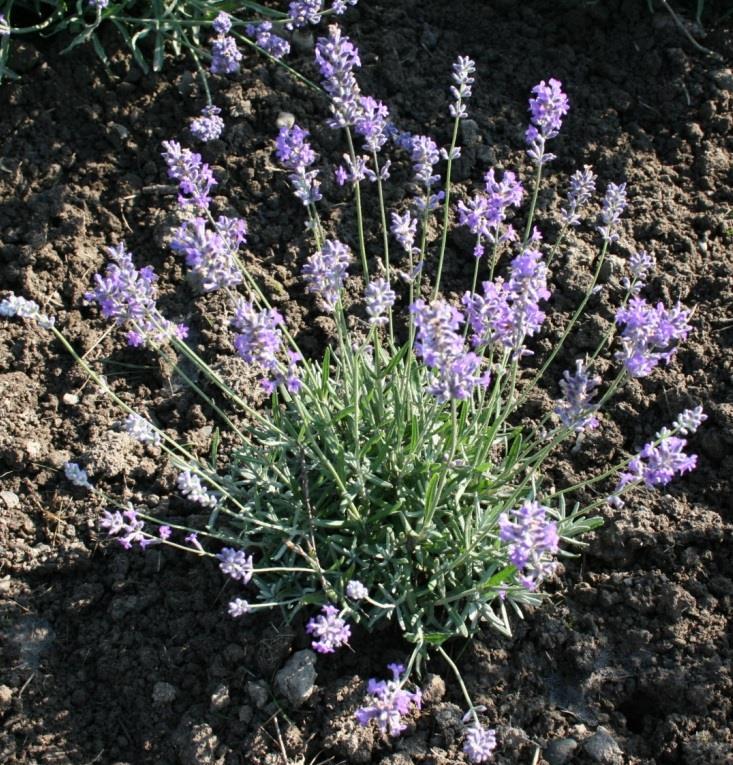 Lavandula angustifolia