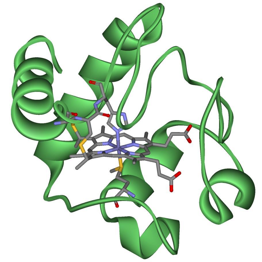 Cytochrom c: Ein Protein als Redox Co-Faktor 104 Aminosäuren Häm-Gruppe