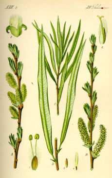 Nummer 28 Korbweide Salix viminalis Blütezeit: März - April Samenreife: Mai - Juni Blätter: schmal lanzettlich,