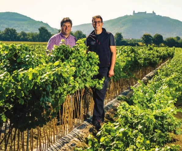 GRÜNER VELTLINER vom Göttweiger Berg Unser größtes Augenmerk legen wir am Weingut auf den Grüner Veltliner!