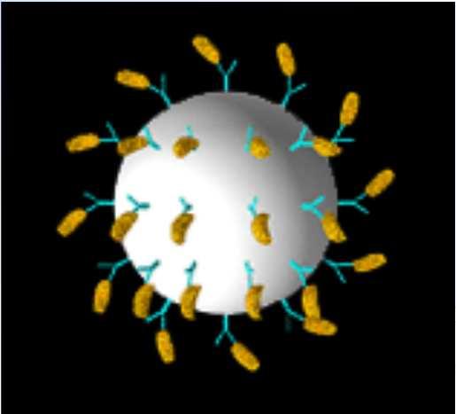 Testablauf Erster Reaktionsschritt: In einem ersten Schritt werden zum Beispiel Antigene oder Antikörper an die Mikrosphären gebunden.