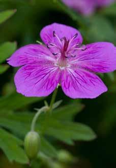 gleichnamigen Garten in der Normandie Storchschnabel Geranium soboliferum Eigenschaften: Spinnt sich sanft in andere Stauden oder Sträucher Höhe: 30 cm Blütenfarbe und -zeit: Purpurrosa, grosse