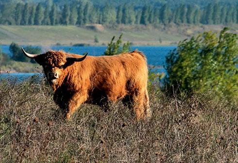 Landschaftspflege mit der Rasse Highland gemästeten Bullenkälbern. Auf Bullenmast spezialisierte Betriebe gibt es in Sachsen nur vereinzelt.