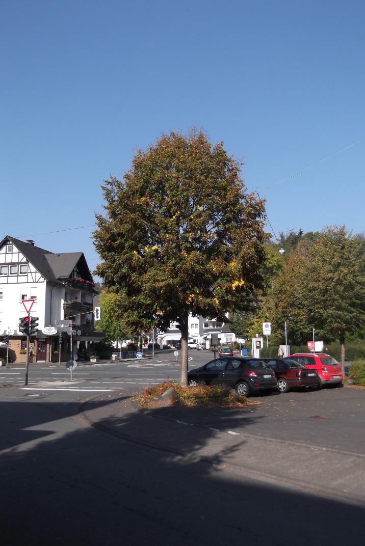 Freudenberg Belasteter Baum, Ecke Bahnhofstraße / Oststraße Die gelben