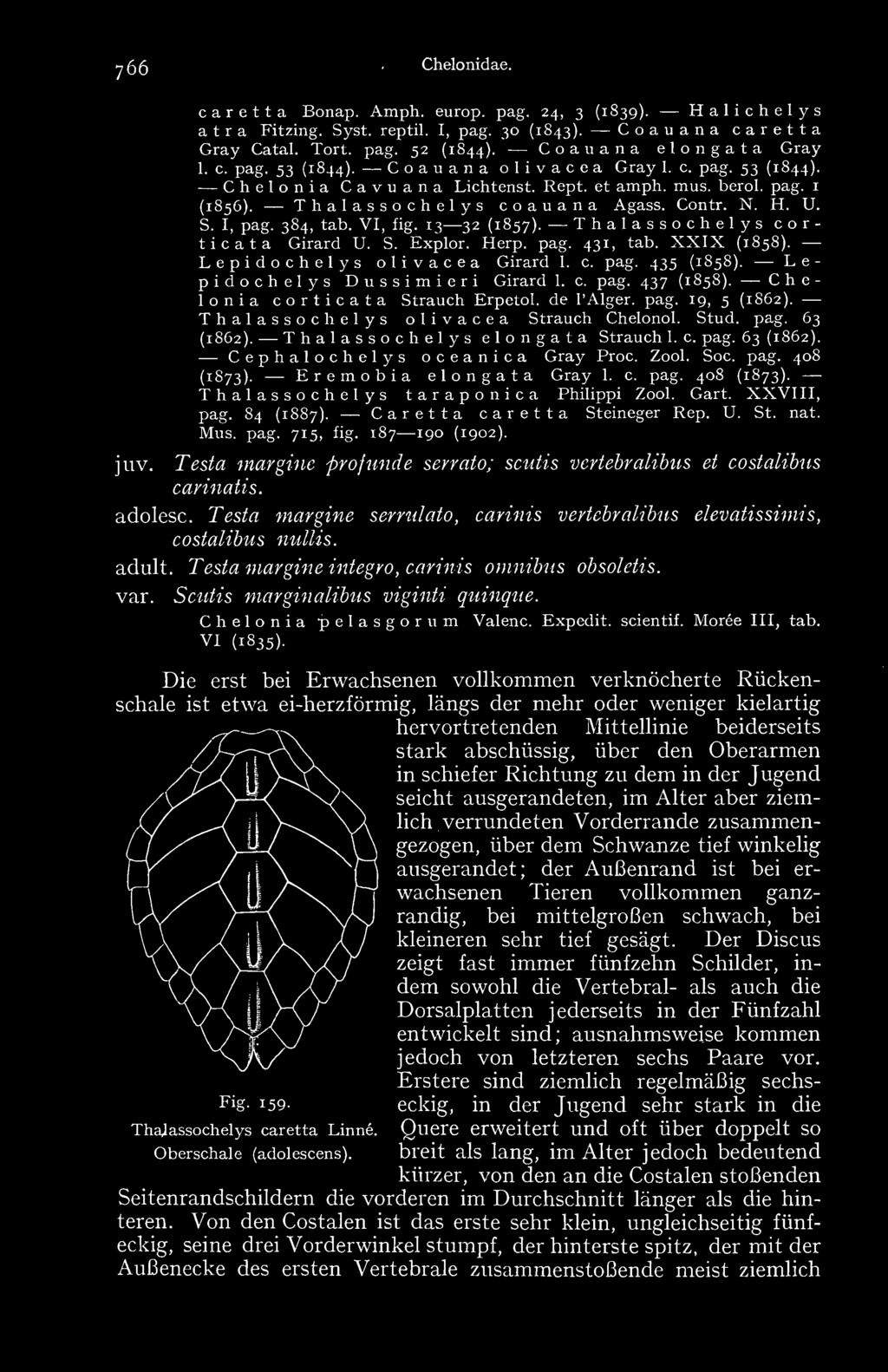 VI, fig. 13 32 Thalassochelys (1857). corticata Girard U. S. Explor. Herp. pag. 431, tab. XXIX (1858). Lepidochelys olivacea Girard 1. c. pag. 435 (1858). L e - pidochelys Dussimieri Girard 1. c. pag. 437 (1858).