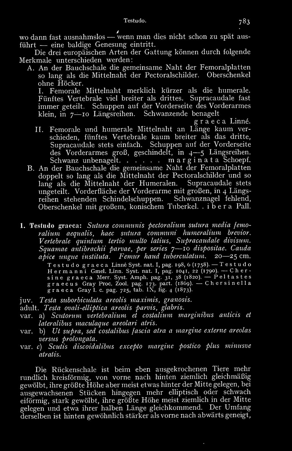 An der Bauchschale die gemeinsame Naht der Femoralplatten so lang als die Mittelnaht der Pectoralschilder. Oberschenkel ohne Höcker. I. Femorale Mittelnaht merklich kürzer als die humerale.