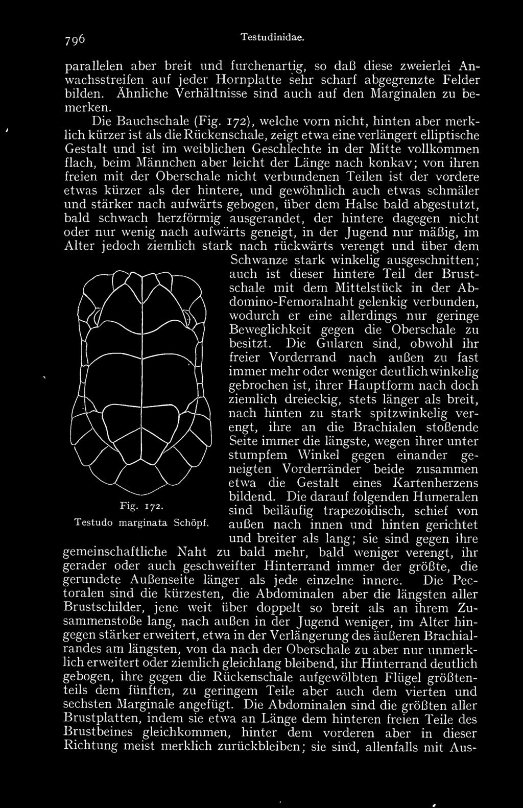 172), welche vorn nicht, hinten aber merklich kürzer ist als die Rückenschale, zeigt etwa eine verlängert elliptische Gestalt und ist im weiblichen Geschlechte in der Mitte vollkommen flach, beim