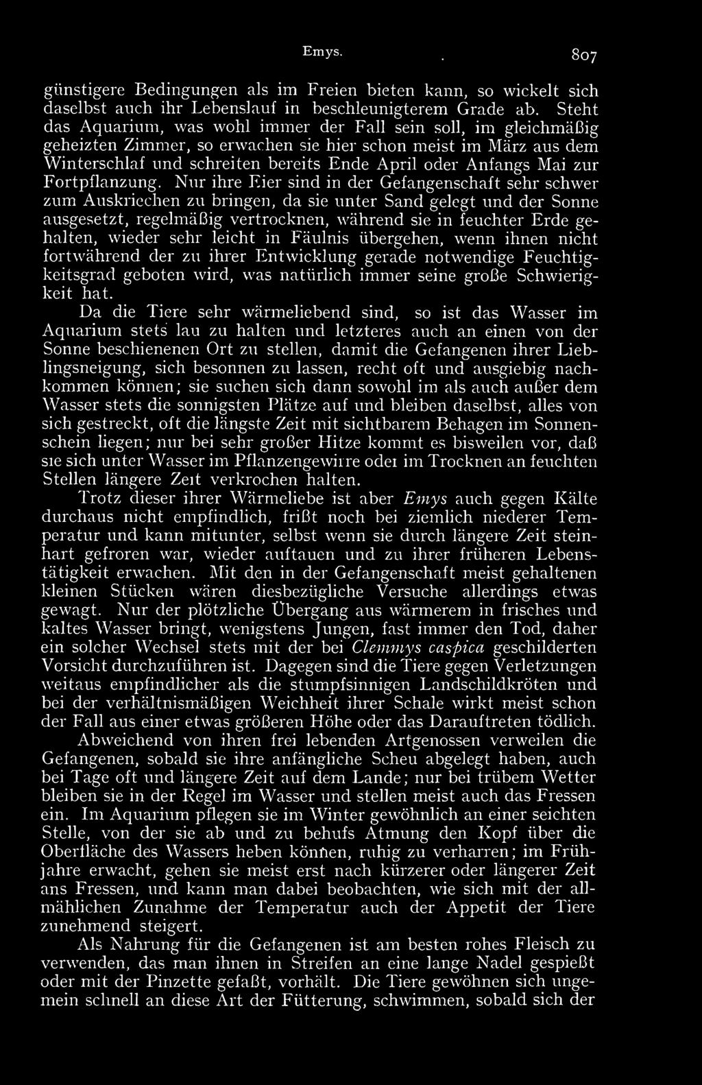 Emys. 807 günstigere Bedingungen als im Freien bieten kann, so wickelt sich daselbst auch ihr Lebenslauf in beschleunigterem Grade ab.