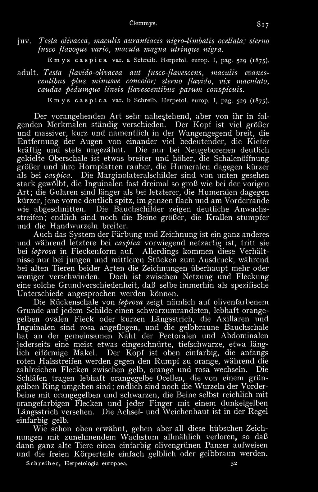 Emys caspica var. b Schreib. Herpetol. europ. I, pag. 529 (1875). Der vorangehenden Art sehr nahestehend, aber von ihr in folgenden Merkmalen ständig verschieden.