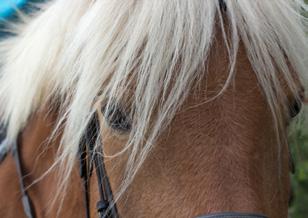 reiterliche Einwirkung auf das Pferd Einführung in verschiedene sportliche Disziplinen des Reitens Zur individuellen Planung Ihrer Reitstunden