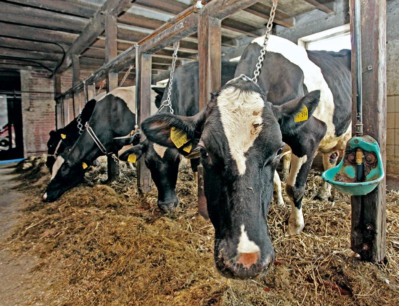 Foto: Dylka Für einen optimalen Komfort im Anbindestall sollten die Kühe neben sauberen Liegeflächen ausreichend Bewegungsfreiheit haben.