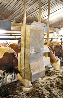 Im Betrieb Tröster in Mittelfranken wurde dieses Ziel durch eine optimierte Fütterung längst erreicht. Vor etwa 30 Jahren baute der Landwirt den Anbindestall mit 40 Kuhplätzen.