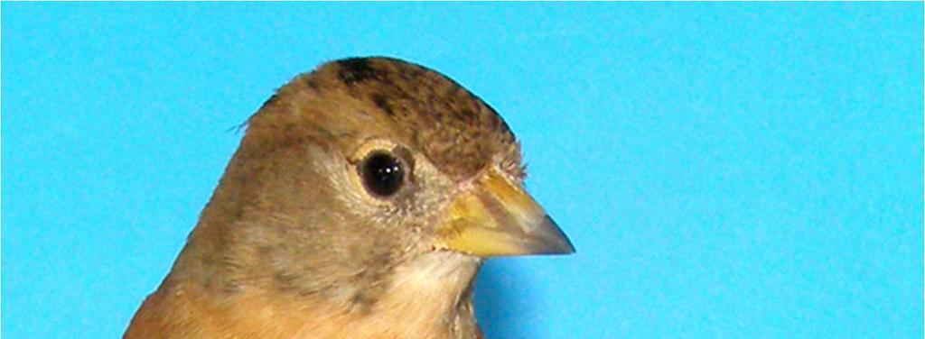 Bergfink weiblich (Fringilla montifringilla) ~ Phénotype wildfarben ~ Größe : Kopf