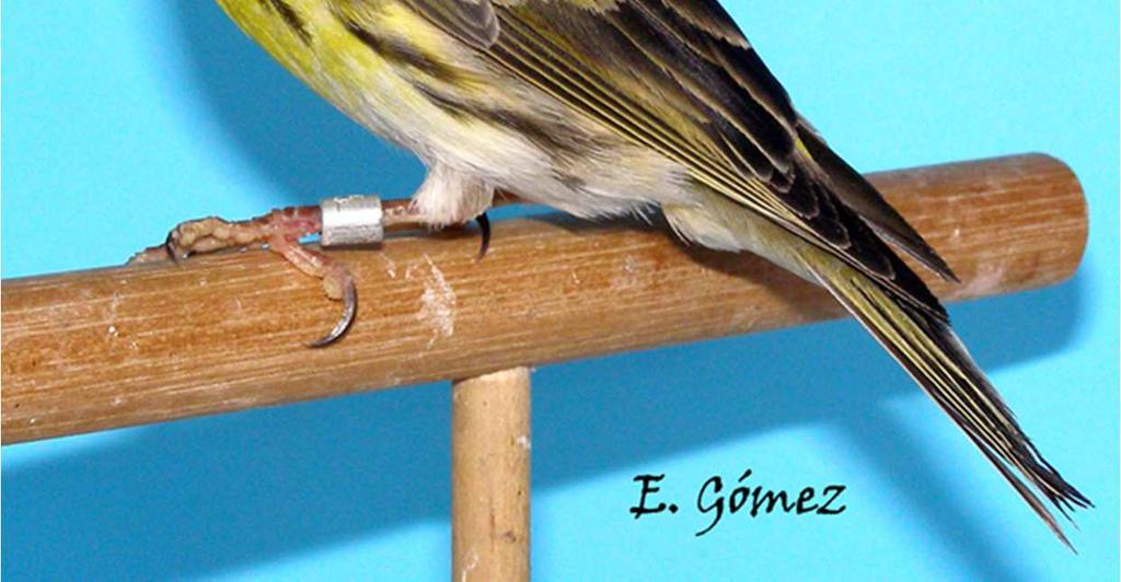 Einige ältere Männchen haben einen gelben Fleck auf den Wangen Halsband gelblich Bräunlich grau schwarz gestreift Braungrau Leuchtend gelb Leuchtend gelb