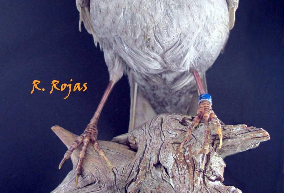 unterbrochenen Streifen Silbergrau, Zeichnung in Tropfenform Federn dunkelgrau mit einem hellgrauen primären Flügel (junge