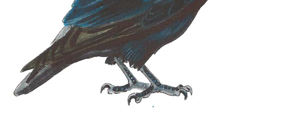 Größe : 48 cm Gefieder und Körper Flügel Ständer Krallen Saatkrähe (Corvus frugilegus) ~Phénotype wildfarben ~ Schwarz. Der ist gerader und schlanker als die schwarze Krähe.