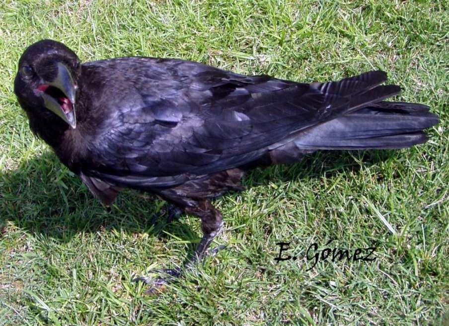 Größe : 64 cm Mantel Kehle Flügel Ständer Krallen Schwarz, mit schwarzen bedeckten Borsten Kolkrabe (Corvus corax) ~ Phénotype wildfarben ~ Schwarz Kopf,