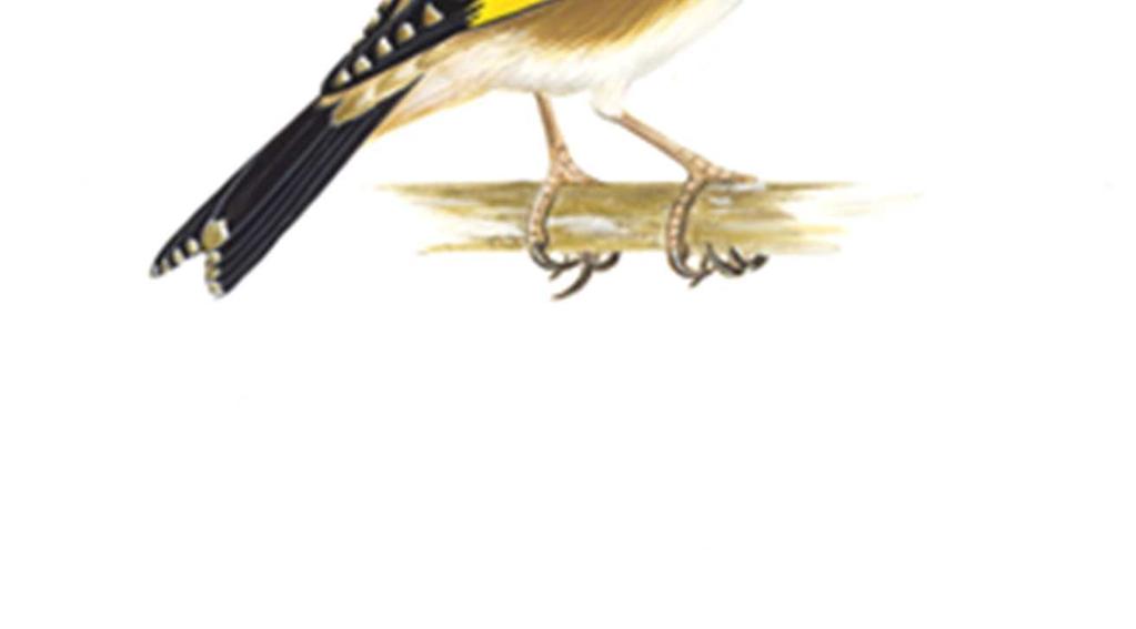 Stieglitz (britannica) (Carduelis carduelis britanica) Größe : 12/ 12,5 cm - Marke schmaler Hals, schmutzig weiß, - Hals und Wangen, stark beige