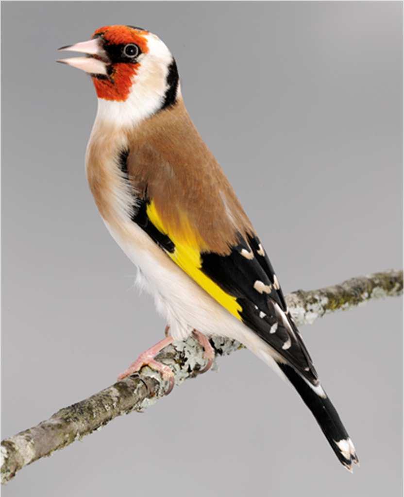 Weißer Kragen zwischen dem schwarz-braunen Hals dunkelbraun schwarz. Große leuchtend gelbe Flügel.