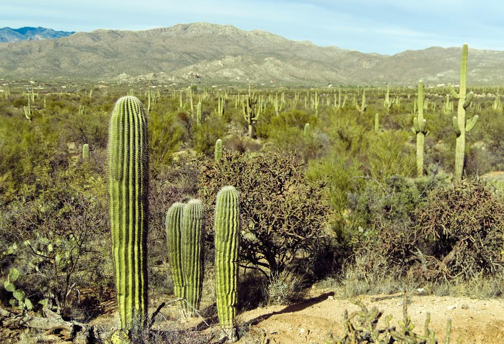 Tucson Arizona die Heimat meiner Inspirationen Sie haben 2 Möglichkeiten unsere Ausbildung zu