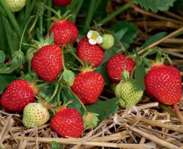 16 FrüchteProfi PERFEKT FÜRS MÜESLI AROMAline Erdbeeren (S) mit