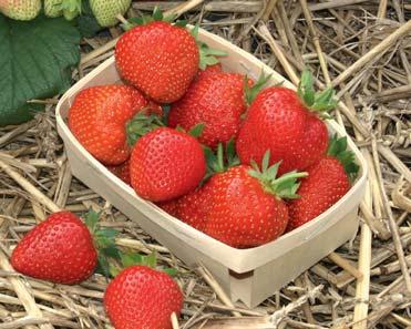 20 FrüchteProfi Klassische & besondere Erdbeeren PETRINO