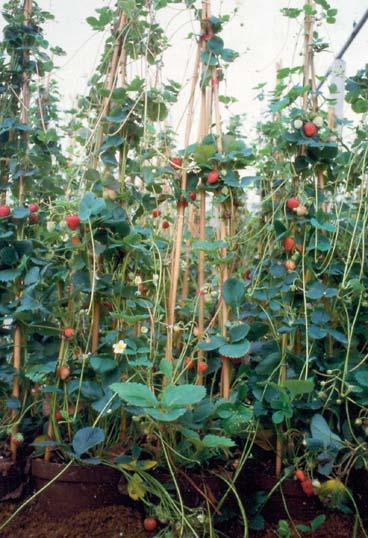 24 FrüchteProfi Immertragende Erdbeeren im 9 cm Topf 3.49 per Stück lange Ranken. Blüten aromatische Früchte.