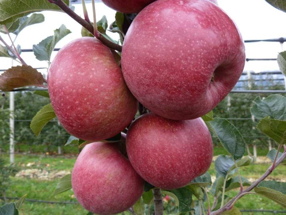 MC 38 CRIMSON SNOW Zufallssämling aus Australien Um Cripps Pink reif Großfruchtiger Apfel Purpurrote,