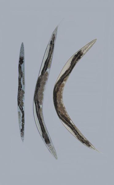 A bb. 1: Lichtm ikroskopische Aufnahm e von drei C. elegans Nem atoden. Die Tiere sind transparent, sodass m an leicht Organe erkennen kann.