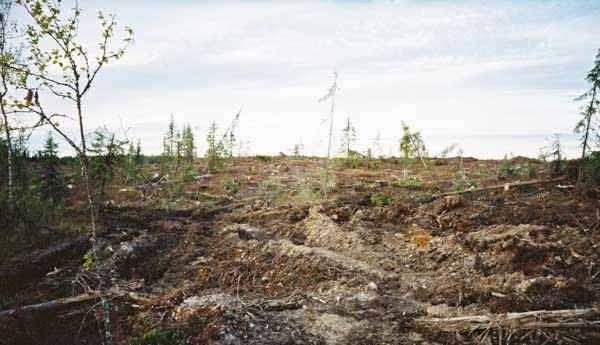 Forstwirtschaft in borealen Urwäldern