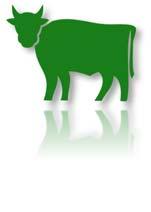Mehr Bio-Rindfleisch produziert Produktion von Bio-Rindfleisch in 1.000 t SG und Anzahl der Bio-Mastrinder in 1.000 St.