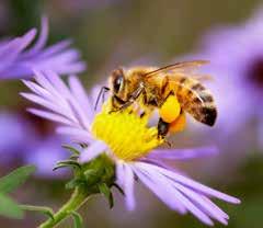 Förderung der Bienengesundheit und für das Wohlergehen von Mensch, Tier und Natur.