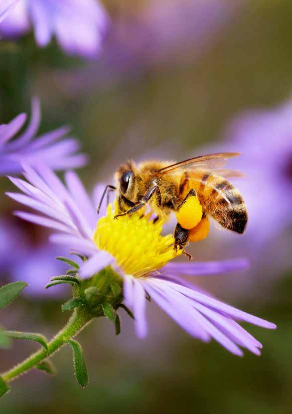 APISODA Natürliche Reinigung und Pflege NEU Der Hygieneanspruch in der Imkerei ist stark angestiegen. Bienenbeuten und Werkzeuge müssen regelmässig gereinigt werden.