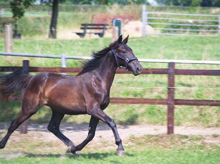 Deutsches Traber-Derby Dritter: Albers Wettboerse Pokal 2015 / Hauptlauf Nr.56 DONNA D AMOUR ( So Lovely Girl ) Halbschwester zu Zenyatta 1:13,2; 60.