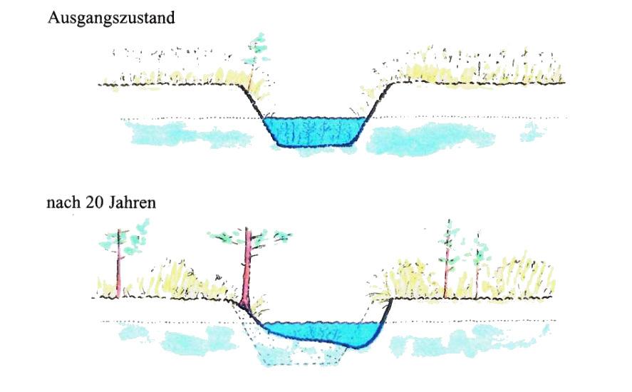 Totholz hilft bei der Gewässerentwicklung Datum