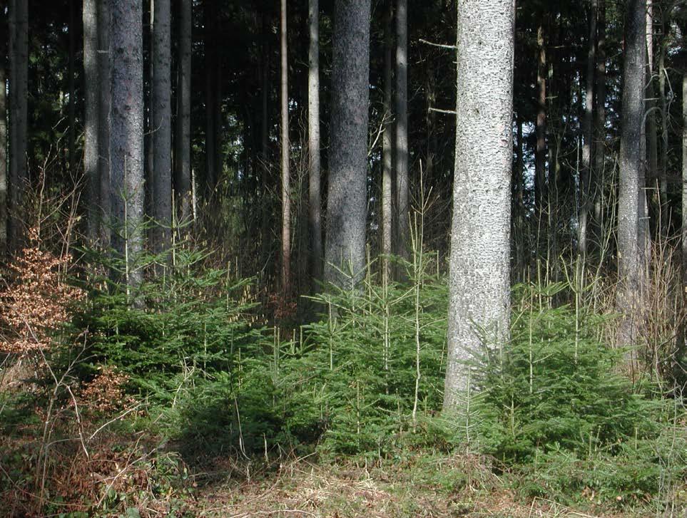 Motivierte Waldeigentümer Regelmässige Schutzwaldpflege mit