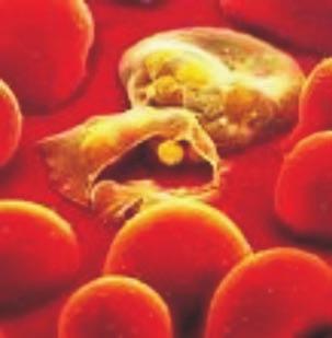 Redoxnetzwerke des Malariaerregers Plasmodium: Validierung von Schlüsselenzymen für neue chemotherapeutische Ansätze KATHRIN BUCHHOLZ INAUGURAL-DISSERTATION
