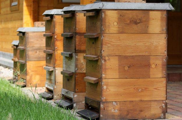 Magazinbeuten vor dem Lehrbienenstand und das Trachtenband, also Möglichkeiten ein Nahrungsangebot für die Bienen von April bis Oktober zu sichern. Informiert wird auch über aktuelle Förderangebote.