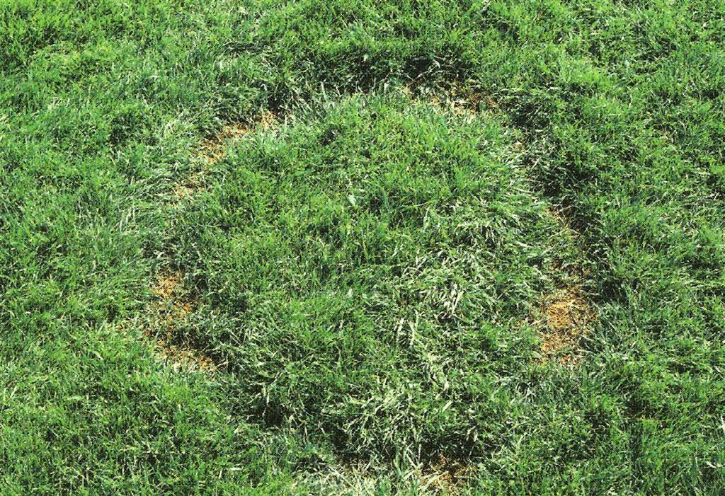 Rasenprobleme Hexenringe (Marasmius oreades u.a.) Befallfördernde Faktoren Bodenverdichtungen Ungünstige Luft- und Wasserverhältnisse Starker Rasenfilz Hexenringe können überall dort auftreten, wo Gras wächst.